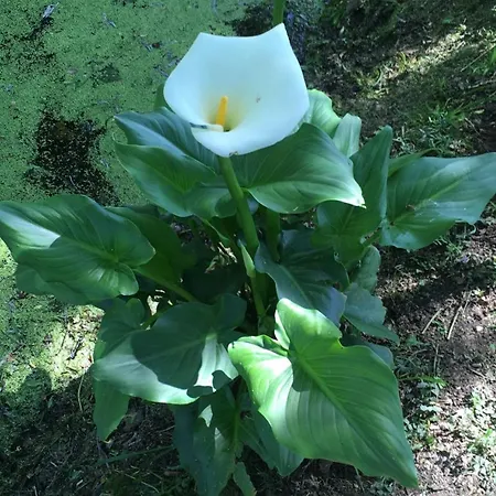 Le Paradis Frajou, Very Beautiful 200m2 Swimming Pool And Style *