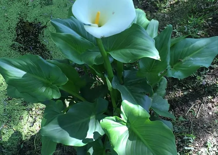 Le Paradis Frajou, Very Beautiful 200m2 Swimming Pool And Style *